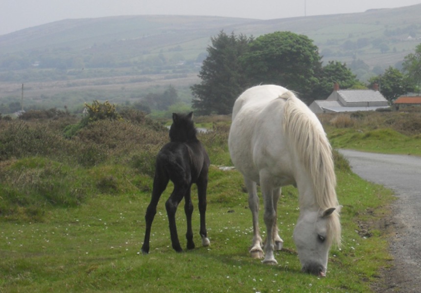 Preseli Ponies