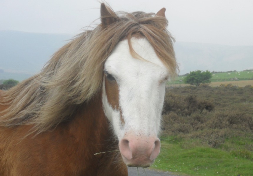 Preseli Ponies